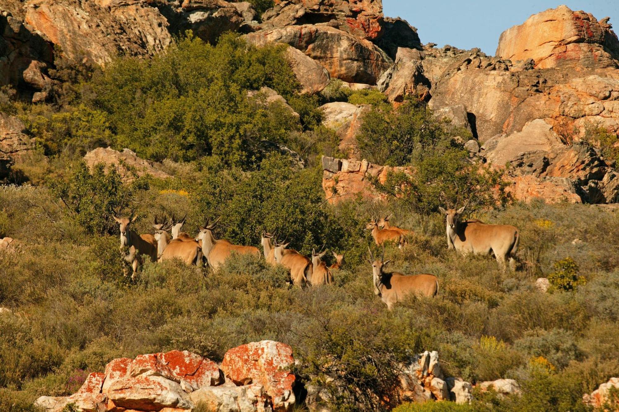 Bushmans Kloof Wilderness Reserve And Wellness Retreat Клануилям Екстериор снимка