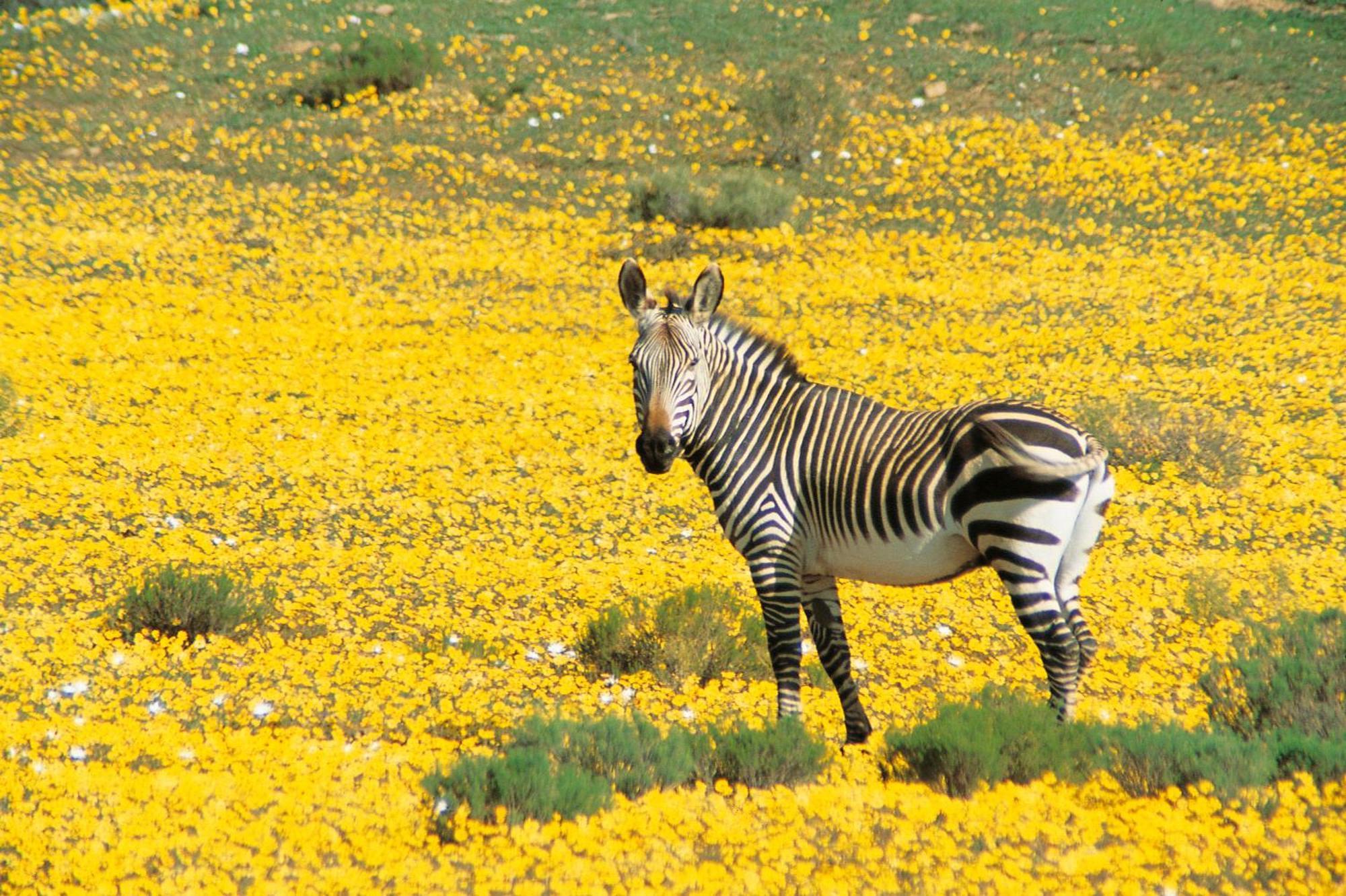 Bushmans Kloof Wilderness Reserve And Wellness Retreat Клануилям Екстериор снимка